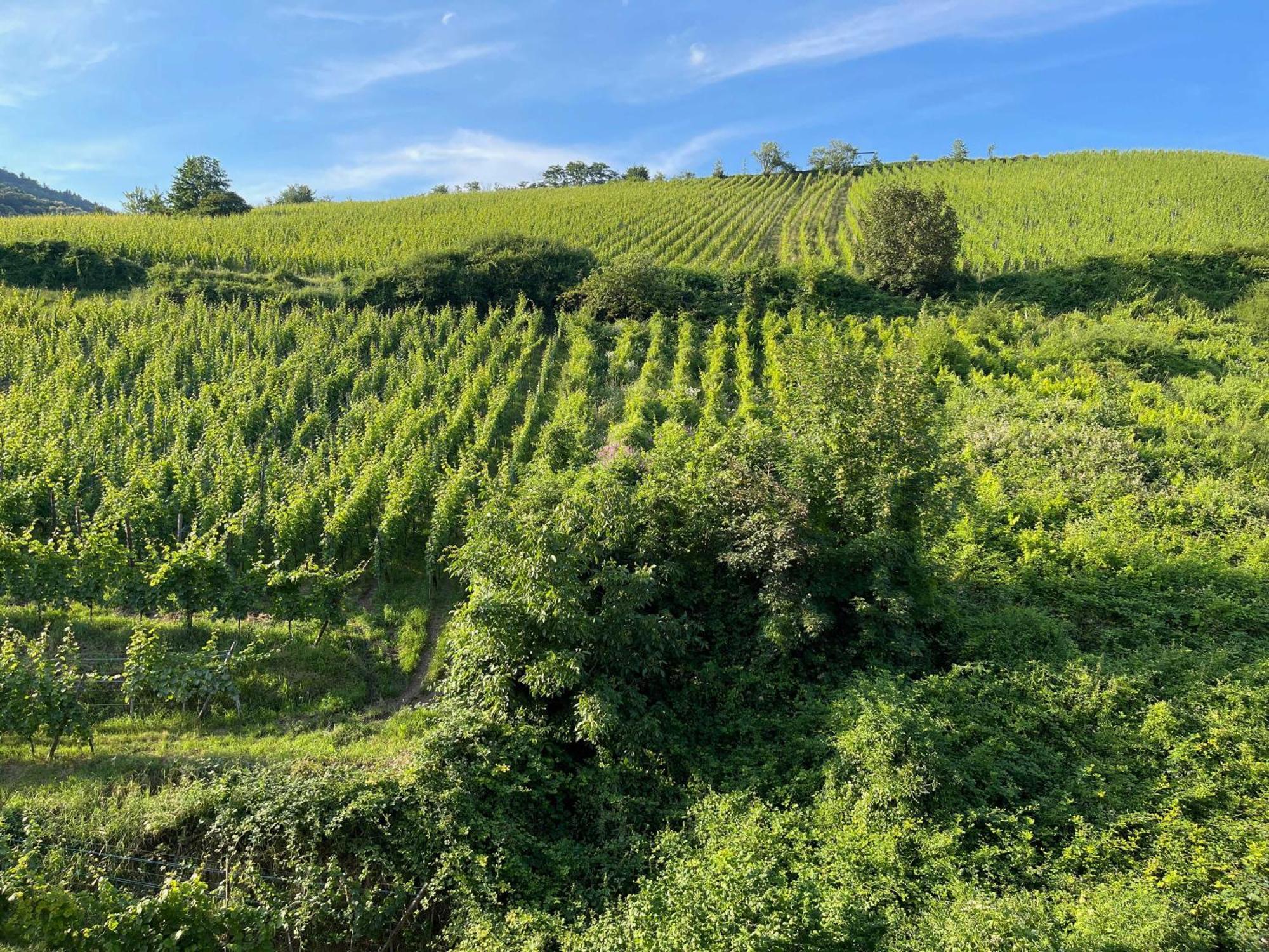 ריקוויר Gite Maison Des Vignerons מראה חיצוני תמונה
